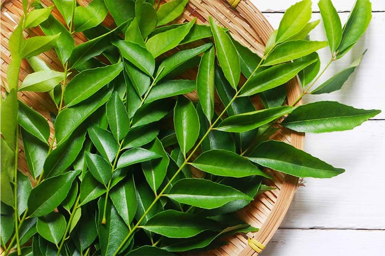 Curry Leaves: 10 Powerful Health Benefits and Surprising Side Effects You Need to Know